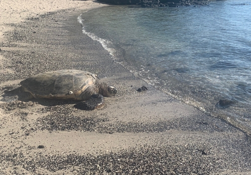 ハワイの海洋生物を守ろうー絶滅危惧種の宝庫とも称されるハワイー Malama Hawaii マラマハワイ ハワイ 州レスポンシブルツーリズム情報サイト