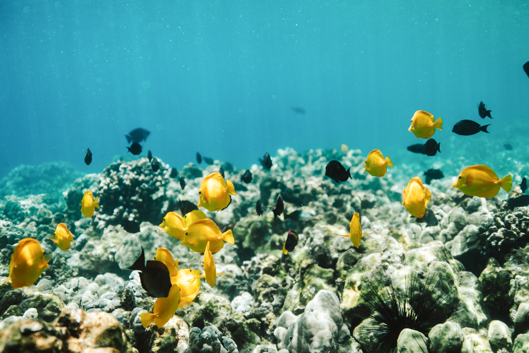 ハワイの海の美しさを守ろう~「リーフセーフ」な日焼け止め~ - Malama