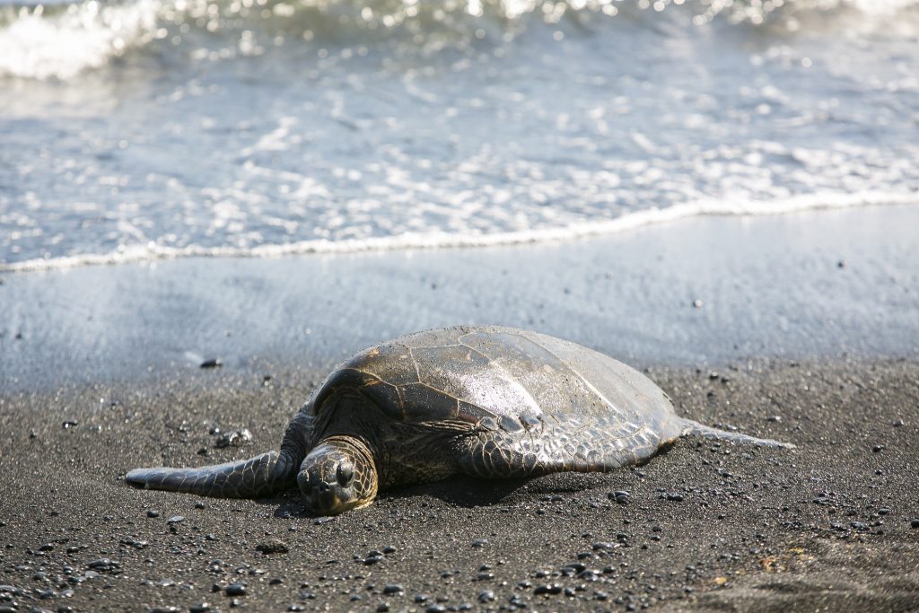 ハワイの神聖な生き物 ホヌ ウミガメ を守ろう Malama Hawaii マラマハワイ ハワイ州レスポンシブルツーリズム情報サイト