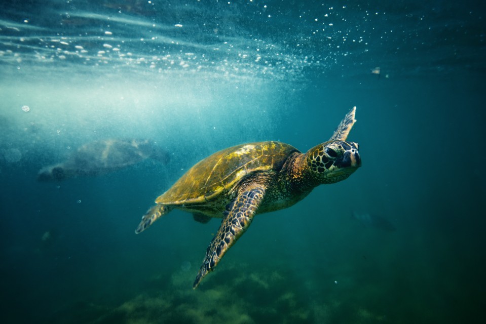 ハワイの神聖な生き物 ホヌ ウミガメ を守ろう Malama Hawaii マラマハワイ ハワイ州レスポンシブルツーリズム情報サイト