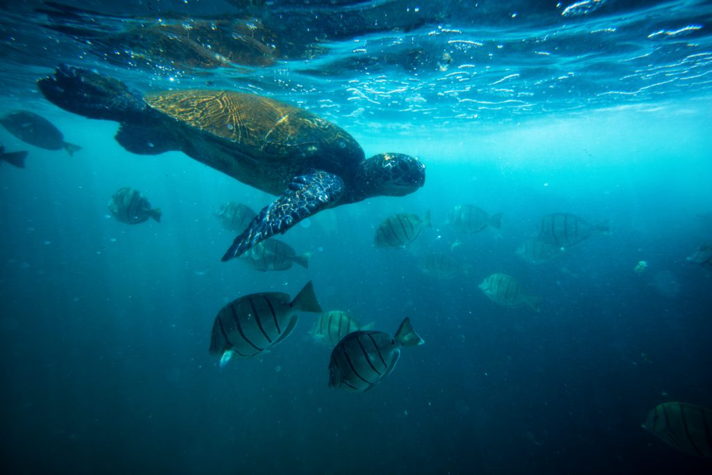 ハワイの神聖な生き物 ホヌ ウミガメ を守ろう Malama Hawaii マラマハワイ ハワイ州レスポンシブルツーリズム情報サイト