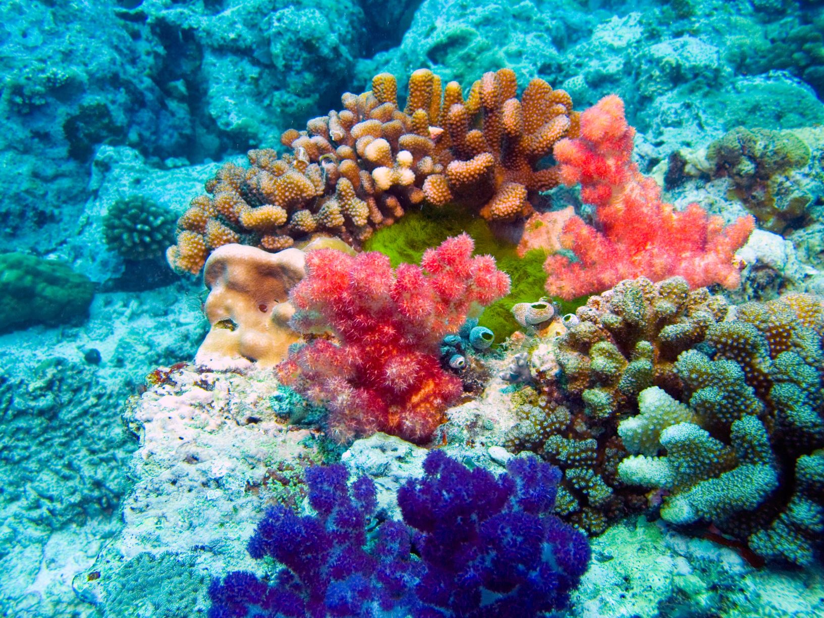 ハワイの海とサンゴの関係 Malama Hawaii マラマハワイ ハワイ州レスポンシブルツーリズム情報サイト