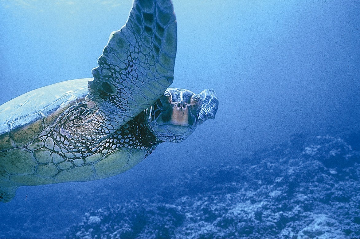 ハワイの神聖な生き物 ホヌ ウミガメ を守ろう Malama Hawaii マラマハワイ ハワイ州レスポンシブルツーリズム情報サイト