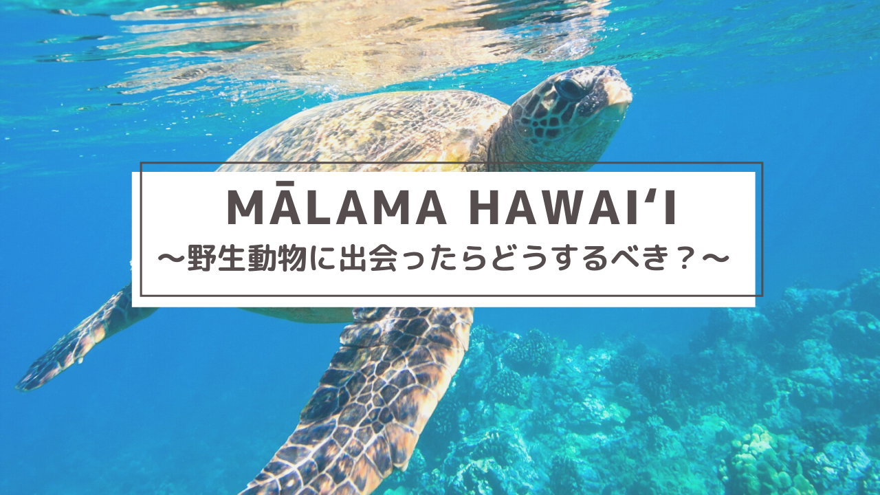 自然環境 Malama Hawaii マラマハワイ ハワイ州レスポンシブルツーリズム情報サイト 自然環境 Malama Hawaii マラマハワイ ハワイ州レスポンシブルツーリズム情報サイト