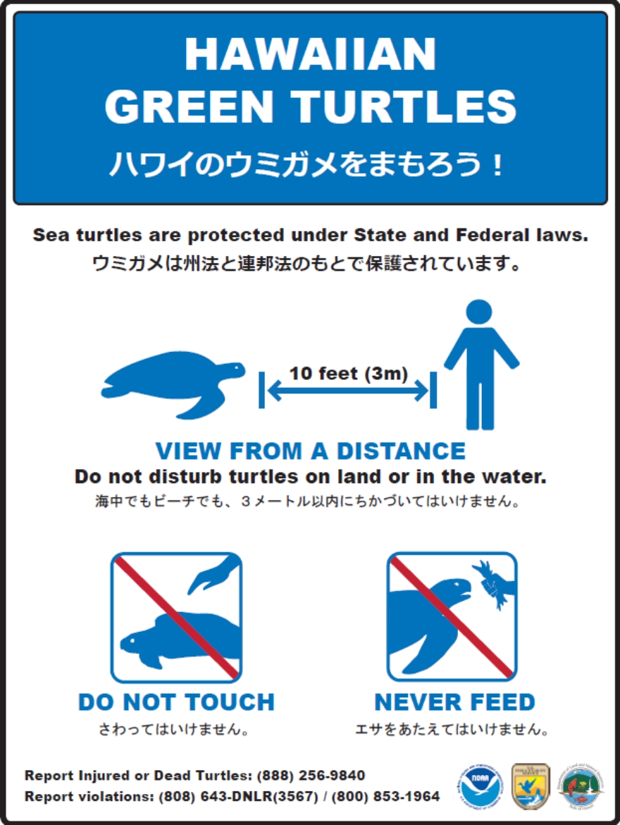 ハワイのウミガメを守ろう